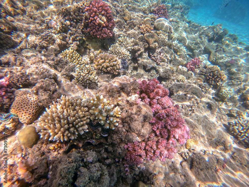 Underwater life of reef with close up view of corals and tropical fish. Coral Reef at the Red Sea, Egypt. Underwater life of reef with close up view of corals and tropical fish. Coral Reef at the Red Sea, Egypt.