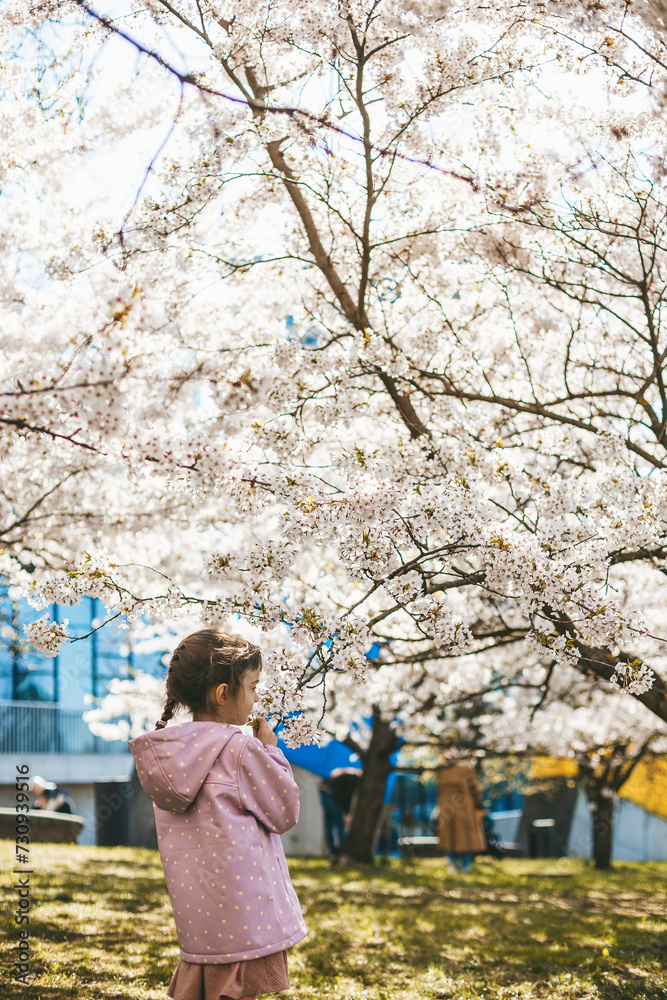 Little girl standing under the blossoming white sakura tree. A serene and peaceful spring atmosphere. Little girl standing under the blossoming white sakura tree. A serene and peaceful spring atmosphere.