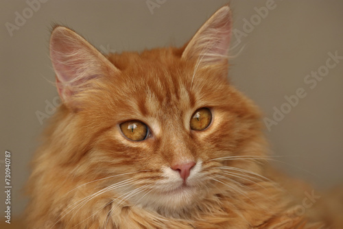 Ginger beautiful fluffy Cat lies close up. Ginger cat portrait at home. Fluffy red cat lying on dark background