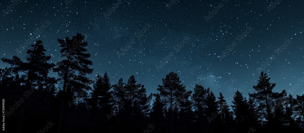 Stars visible in night sky above dark forest