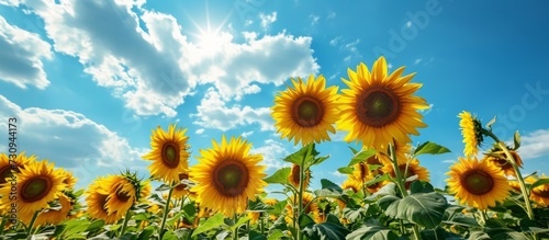 Field of blue sky with blooming yellow sunflowers.