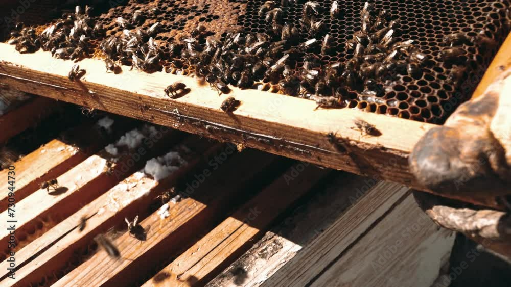 bees flying and roaming. Beekeeper, staying behind the hive, with bee