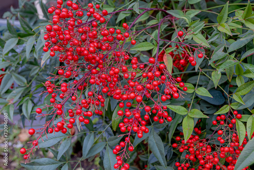 Selective focus of fruits with green leaves in garden, Red ripe berries of Nandina domestica, Heavenly or Sacred bamboo is a species of flowering plant in the family Berberidaceae, Nature background. photo