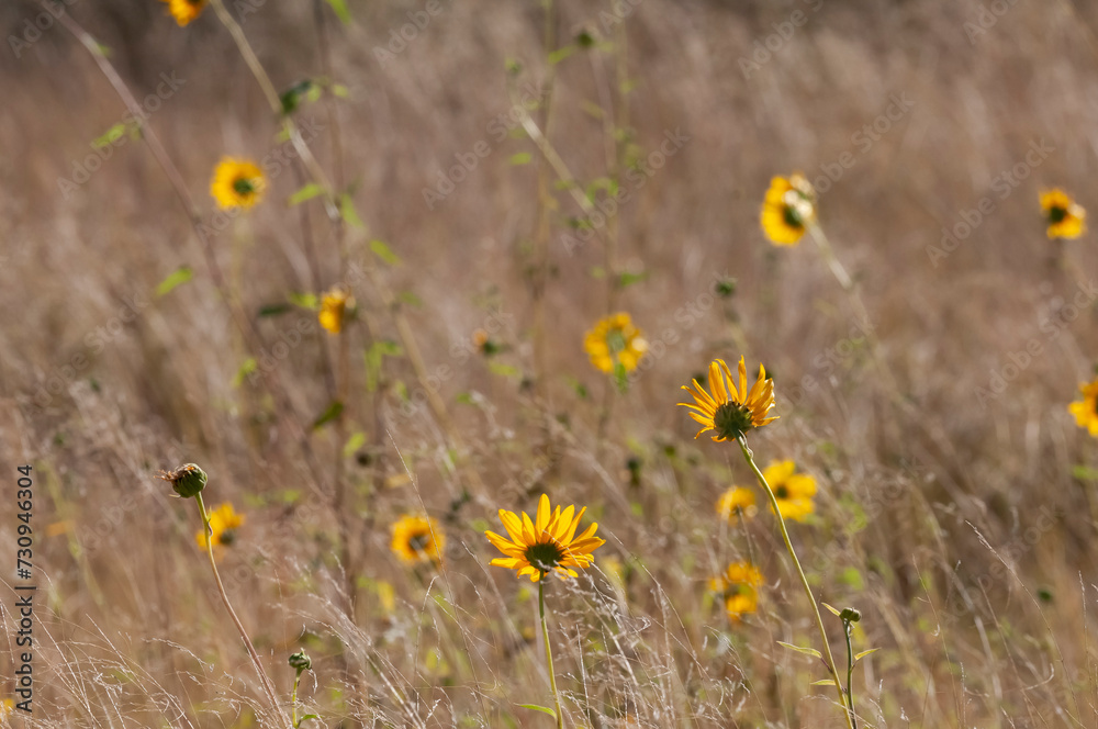 Wild flowers in semi desertic environment, Calden forest, La Pampa Argentina Wild flowers in semi desertic environment, Calden forest, La Pampa Argentina