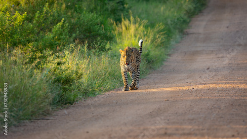 Fototapeta Naklejka Na Ścianę i Meble -  a big male leopard walking down the road with his tail up