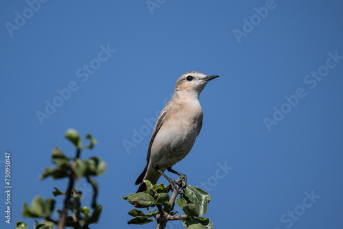 A common wheatear sits naturally on a raised platform on a summer day in Kenya