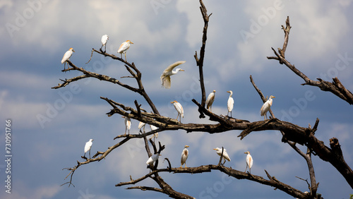 a flock of western cattle egrets in a dead tree