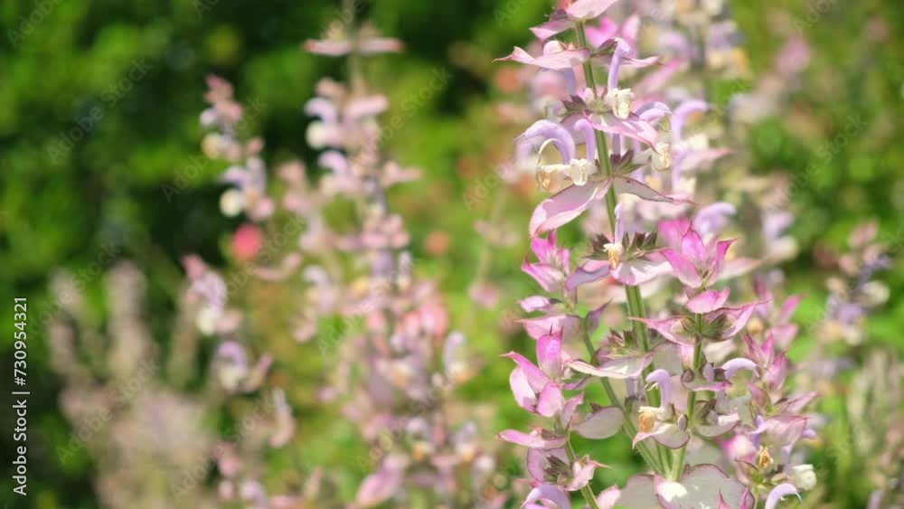 Salvia sclarea, clary or clary sage flowers. Bushes of clary sage plants blooming on a garden bed. Plants of Salvia sclarea, Essential oil is used in perfumes and as a muscatel flavoring Salvia sclarea, clary or clary sage flowers. Bushes of clary sage plants blooming on a garden bed. Plants of Salvia sclarea, Essential oil is used in perfumes and as a muscatel flavoring