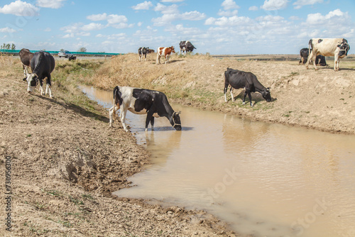 Cattle in Kazakhstan. Cows in the water at a watering place