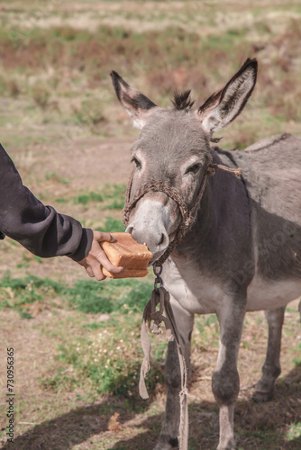 Donkey eats bread from hands.Portrait
