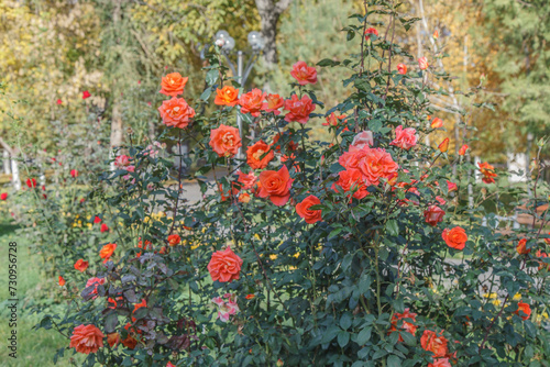 Orange bush roses in a garden in a park
