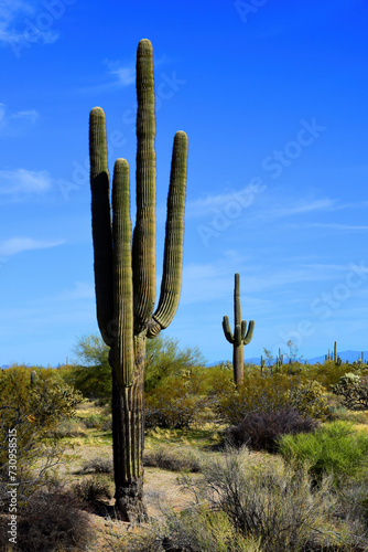 Old Saguaro Cactus Sonora desert Arizona