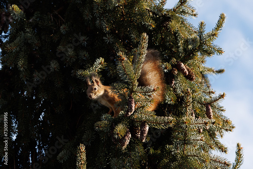 Squirrel on the pine tree with blue sky (ID: 730959916)