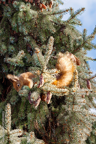 Squirrel on the pine tree with blue sky (ID: 730959955)