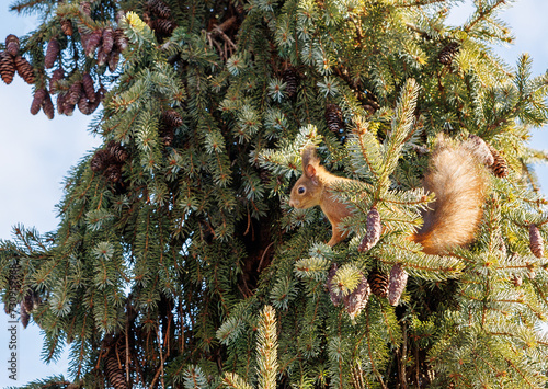 Squirrel on the pine tree (ID: 730959968)