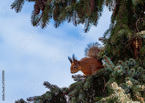 Squirrel on the pine tree with blue sky (ID: 730959981)
