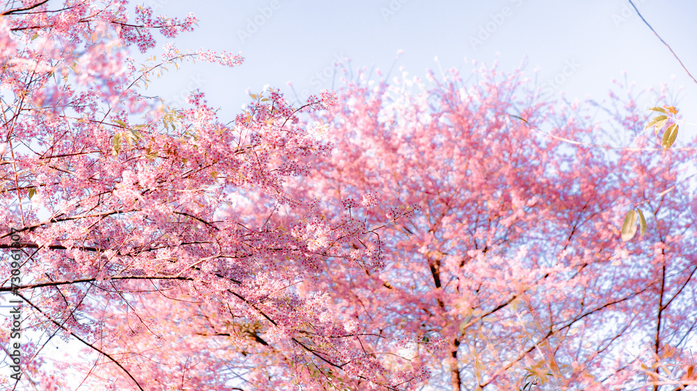 Cherry blossom tree in winter forest under blue sky Cherry blossom tree in winter forest under blue sky
