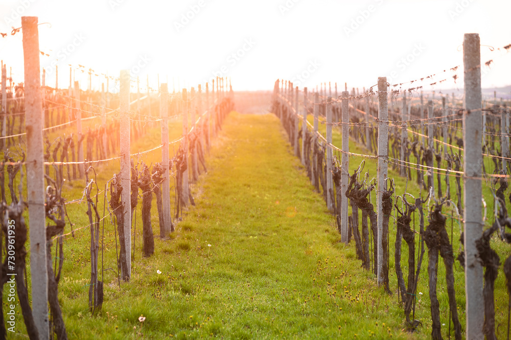 Obraz premium Vineyard landscape at sunrise Czech Republic South Moravia 