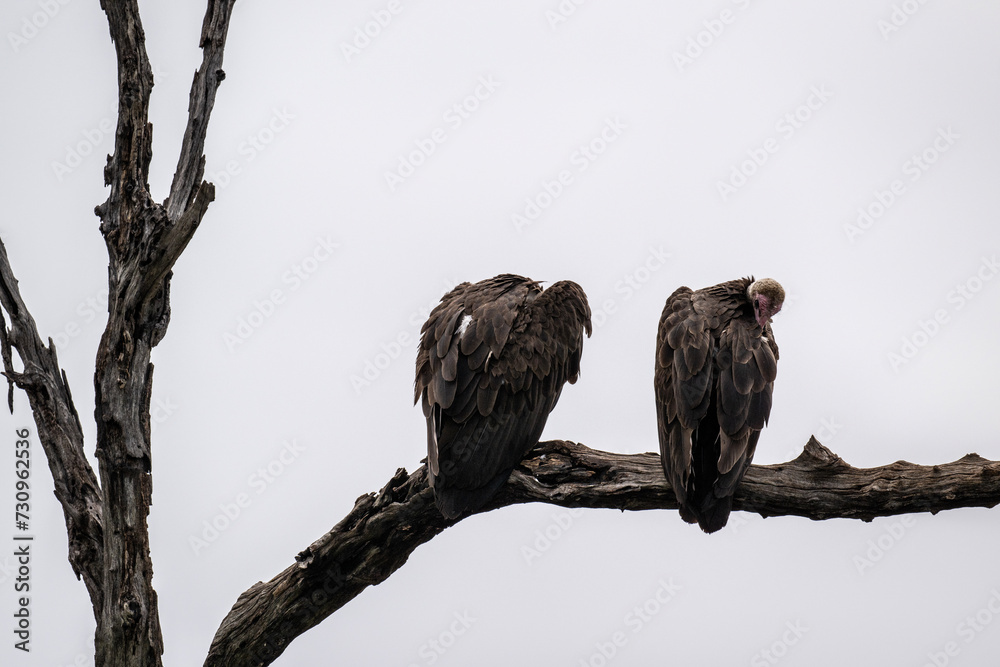Brown vulture in natural conditions sits on a tree and hunts on a summer day in Kenya Brown vulture in natural conditions sits on a tree and hunts on a summer day in Kenya