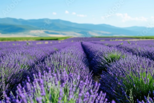 Lavender fields stretching into the distance  under a clear summer sky.