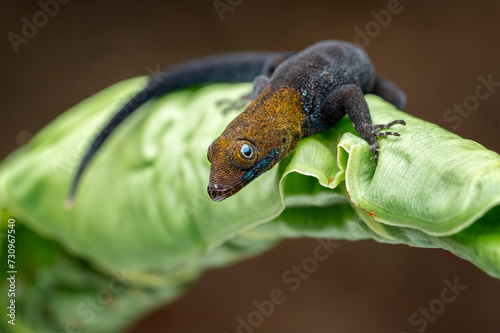 Yellow-headed Gecko (Gonatodes albogularis) is a smallish species of gecko found in Central and South America. photo