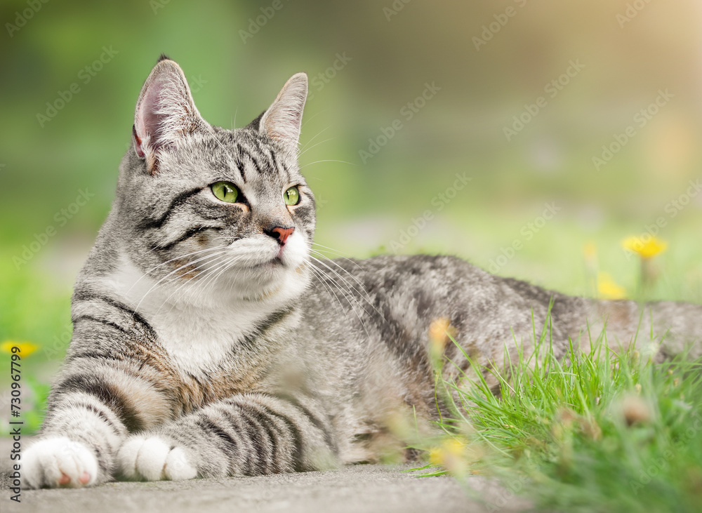 gray tabby cat lies in the yard