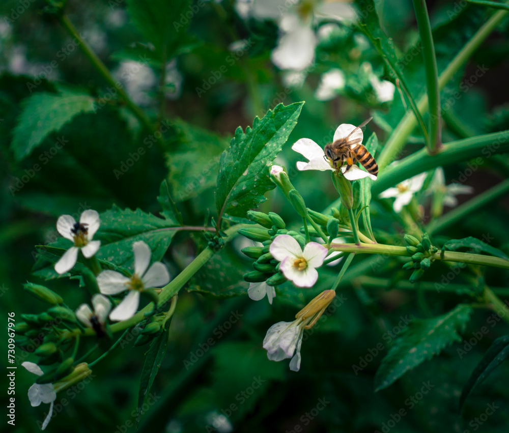 A close up shot of Asiatic honey bee on a white flowers in a garden. Apis cerana, the eastern honey bee, Asiatic honey bee or Asian honey bee. A close up shot of Asiatic honey bee on a white flowers in a garden. Apis cerana, the eastern honey bee, Asiatic honey bee or Asian honey bee.