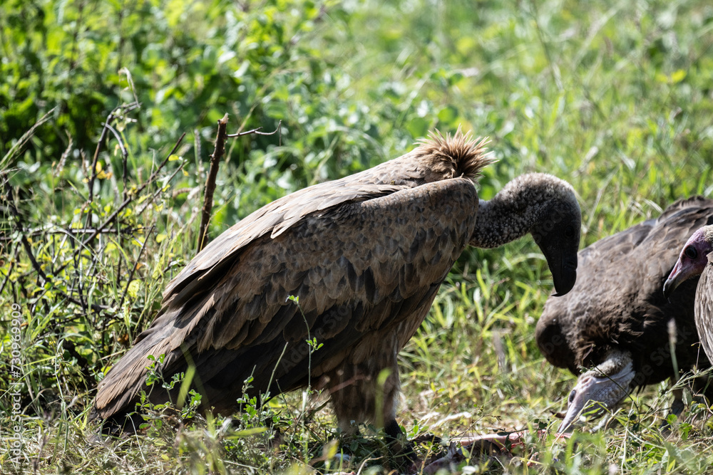 Common vulture in natural conditions in flight hunting on a summer day in Kenya Common vulture in natural conditions in flight hunting on a summer day in Kenya
