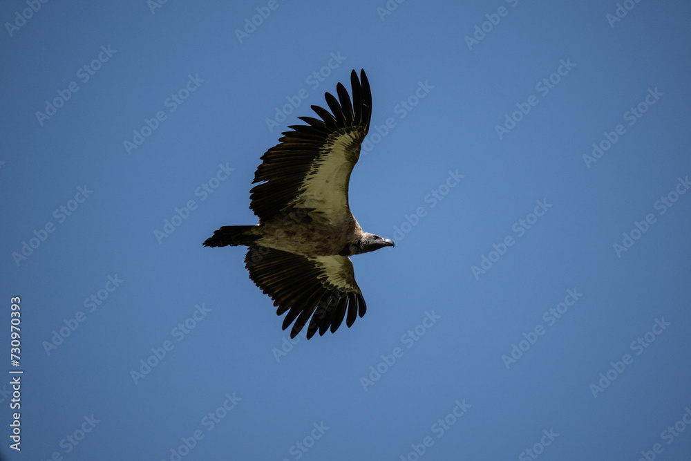 Common vulture in natural conditions in flight hunting on a summer day in Kenya Common vulture in natural conditions in flight hunting on a summer day in Kenya
