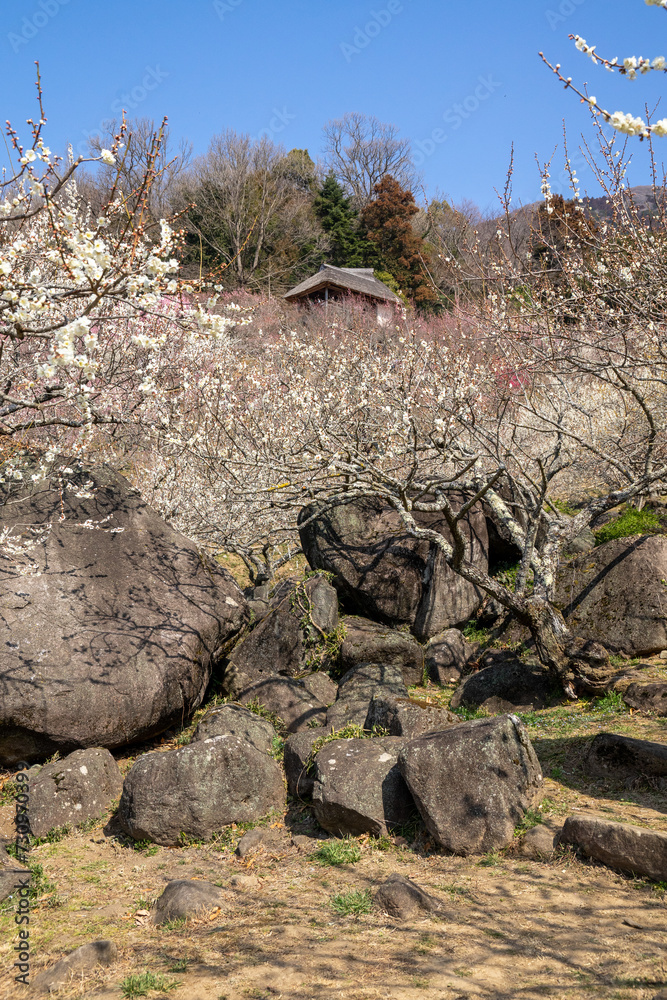 Obraz premium 筑波山の梅林