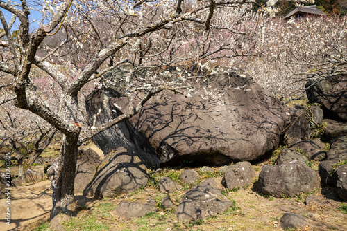 筑波山の梅林