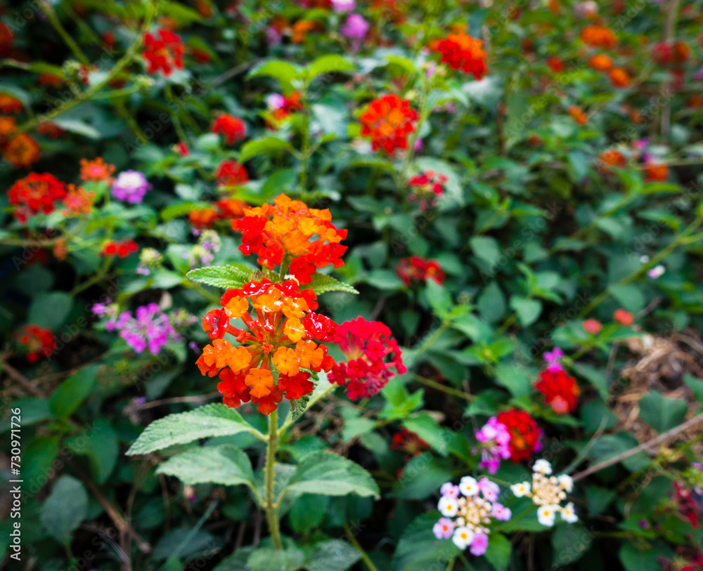 Flower and seeds of Lantana camara ,common lantana is a species of flowering plant within the verbena family Verbenaceae, native to the American tropics. India Flower and seeds of Lantana camara ,common lantana is a species of flowering plant within the verbena family Verbenaceae, native to the American tropics. India