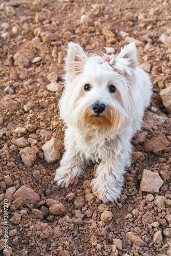 Portrait of a purebred West Highland White Terrier dog lying on the ground in a crop field. © aguadeluna