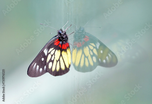a redbase Jezebel is is a medium-sized butterfly of the family Pieridae, stick on the glass with the reflection photo