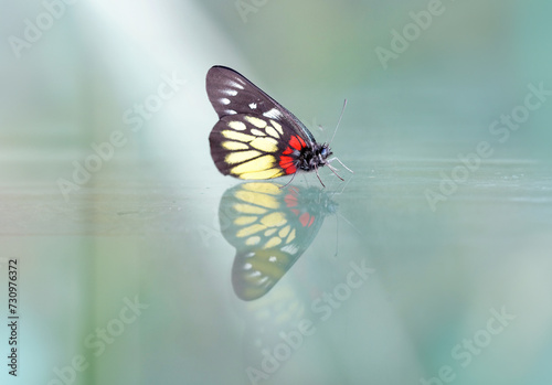 a redbase Jezebel is is a medium-sized butterfly of the family Pieridae  stick on the glass with the reflection