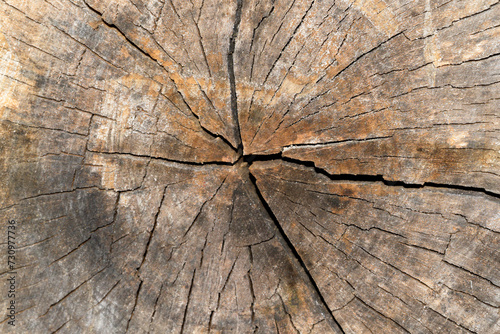 Dry tree trunk with cracks and rings from the age of the tree horizontally