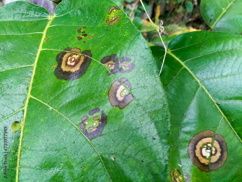 Plant diseases. Leaf spot caused by Colletotrichum species. Typical symptoms, appearing as circular or ovoid, sunken, and brown lesions with a yellow halo. Uttarakhand India. photo