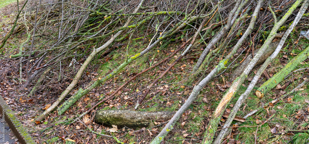 Shrubs are cut back in spring