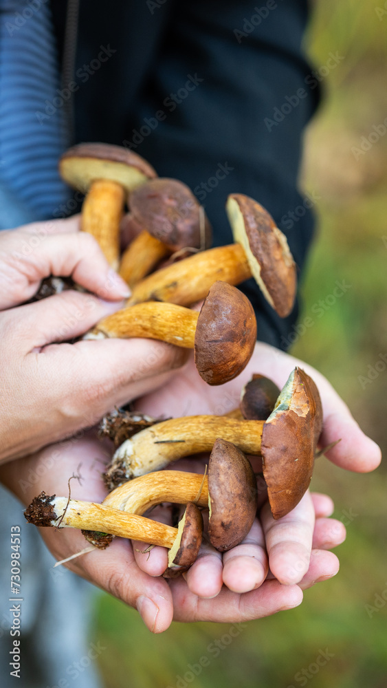 Mushroom picking - the risk of collecting poisonous mushrooms - atlas and specific signs of edible mushrooms