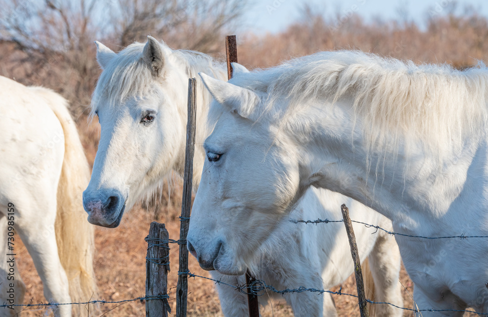 Un soir d'été, des gardians, des chevaux, et toute l'âme de la Camargue ✨ Bienvenue dans nos soirées camarguaise