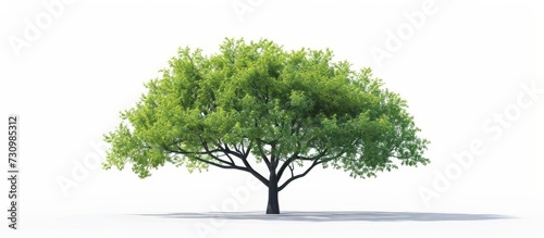 A lush tree with abundant green leaves stands against a pristine white background  creating a beautiful natural landscape.