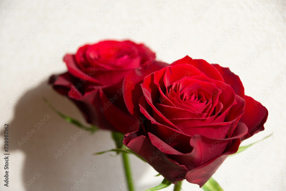 Fototapeta premium 赤い薔薇