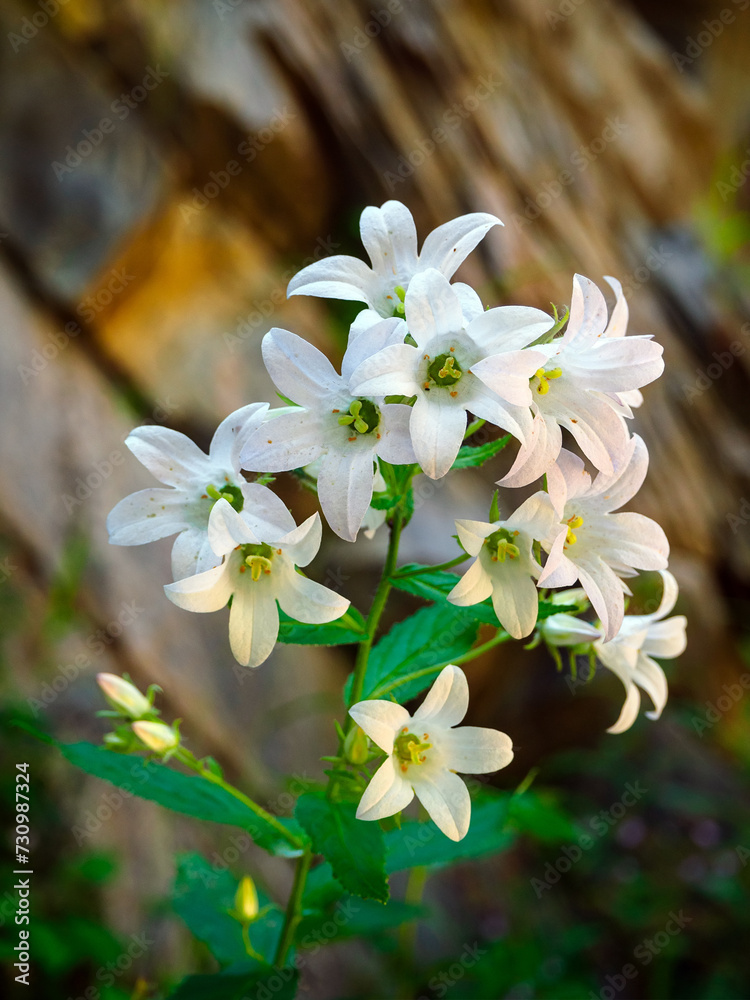 Fototapeta premium mountain flowers of Campanula lactiflora close-up