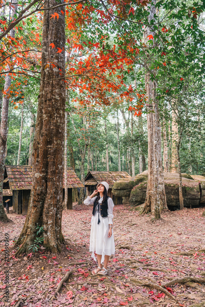 Asian woman visitting and enjoying with red maple foliage and wooden hut in School of Political and Military at Phu Hin Rong Kla national park Asian woman visitting and enjoying with red maple foliage and wooden hut in School of Political and Military at Phu Hin Rong Kla national park