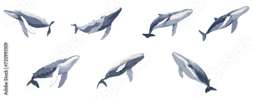 set of illustration of humpback whale. isolated on transparent background