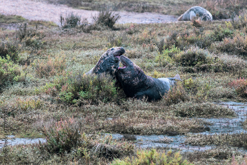 Grey Seals Bulls Fighting on the Beach photo