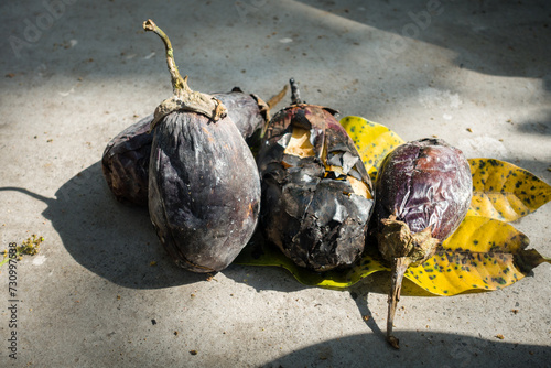 Whole roasted egg plant or brinjal in a traditional clay Angeethi or fire place in Northern India. photo