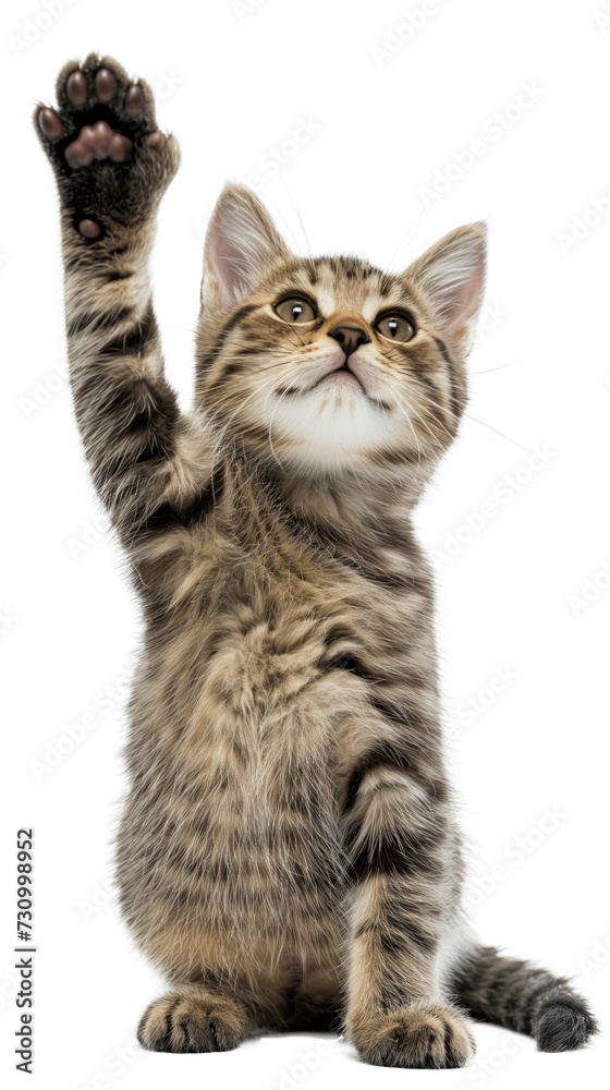 Cat giving High Five, Isolated on White