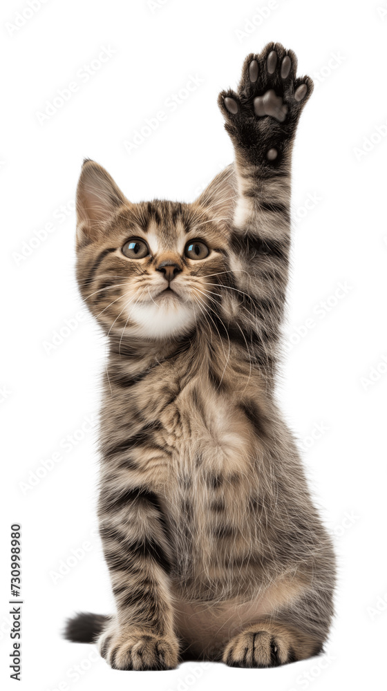 Cat giving High Five, Isolated on White