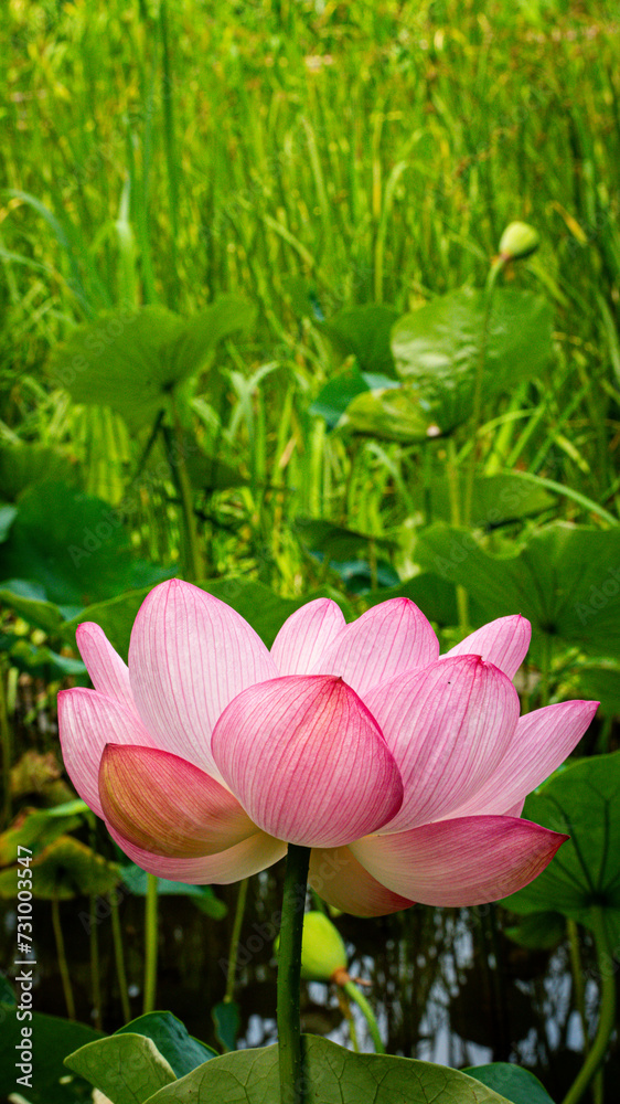 Obraz premium 平和の森公園の蓮の花